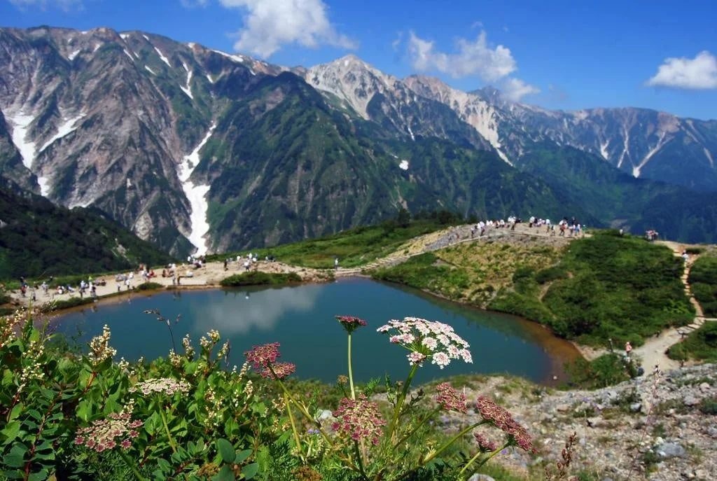 雄大な山々を背景に、美しい八方池が広がる絶景。湖畔には多くの登山者が集い、豊かな高山植物が咲き誇る夏の風景です。青空と白い雲が印象的です。
