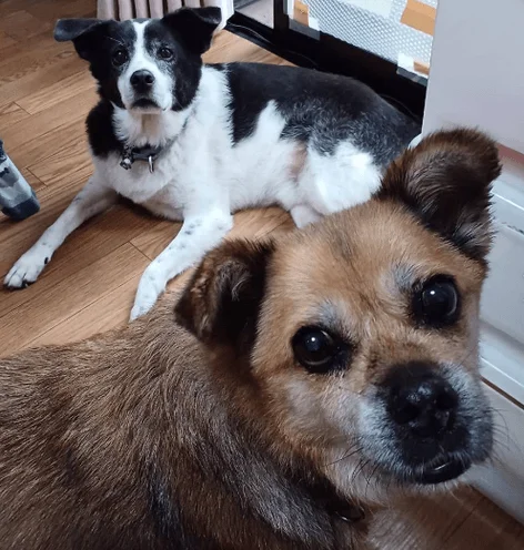 室内でくつろぐ2匹の犬