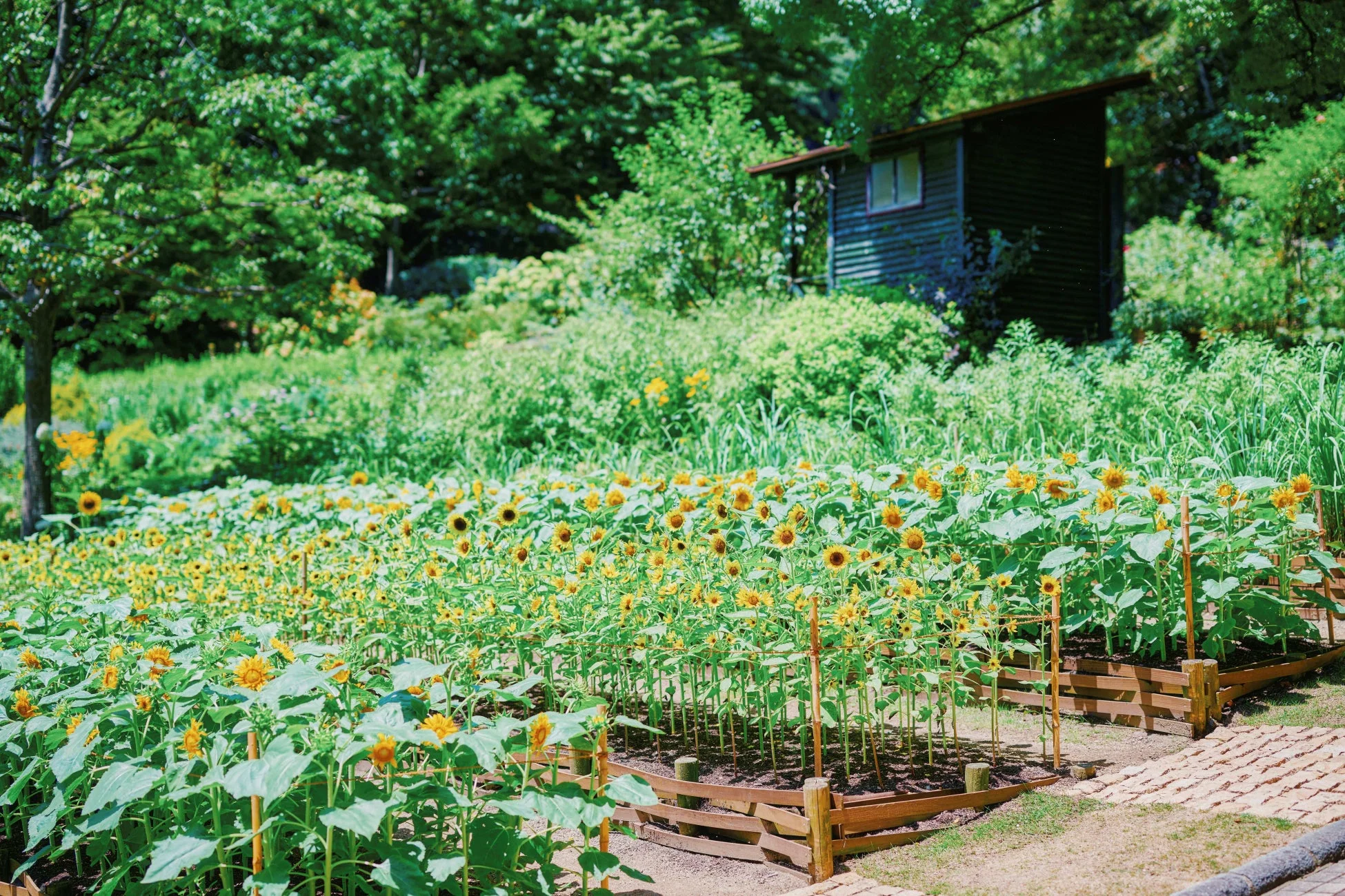 ひまわり畑と小屋