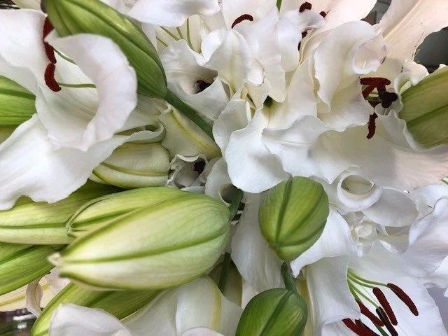 白いユリの花々