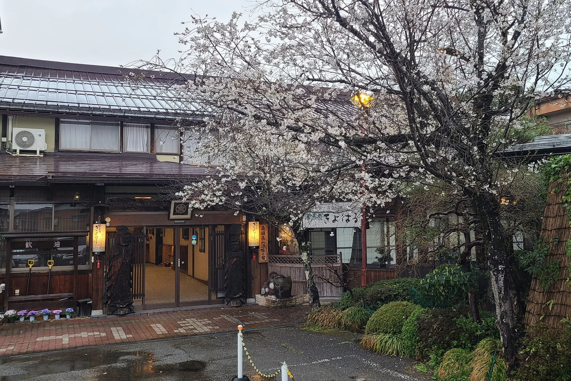 飛騨高山 旅館 きよはるの入り口と桜