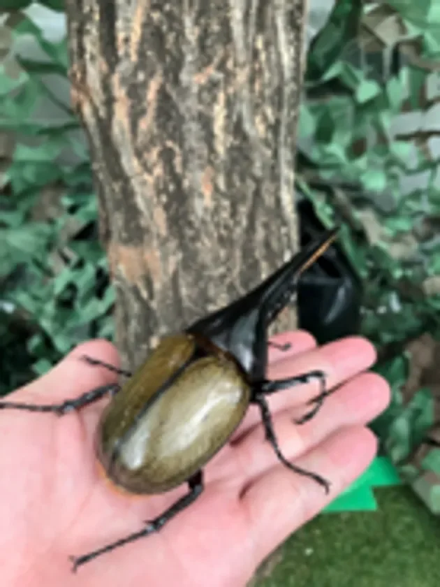 人の手のひらに乗せられたヘラクレスオオカブトが写っています