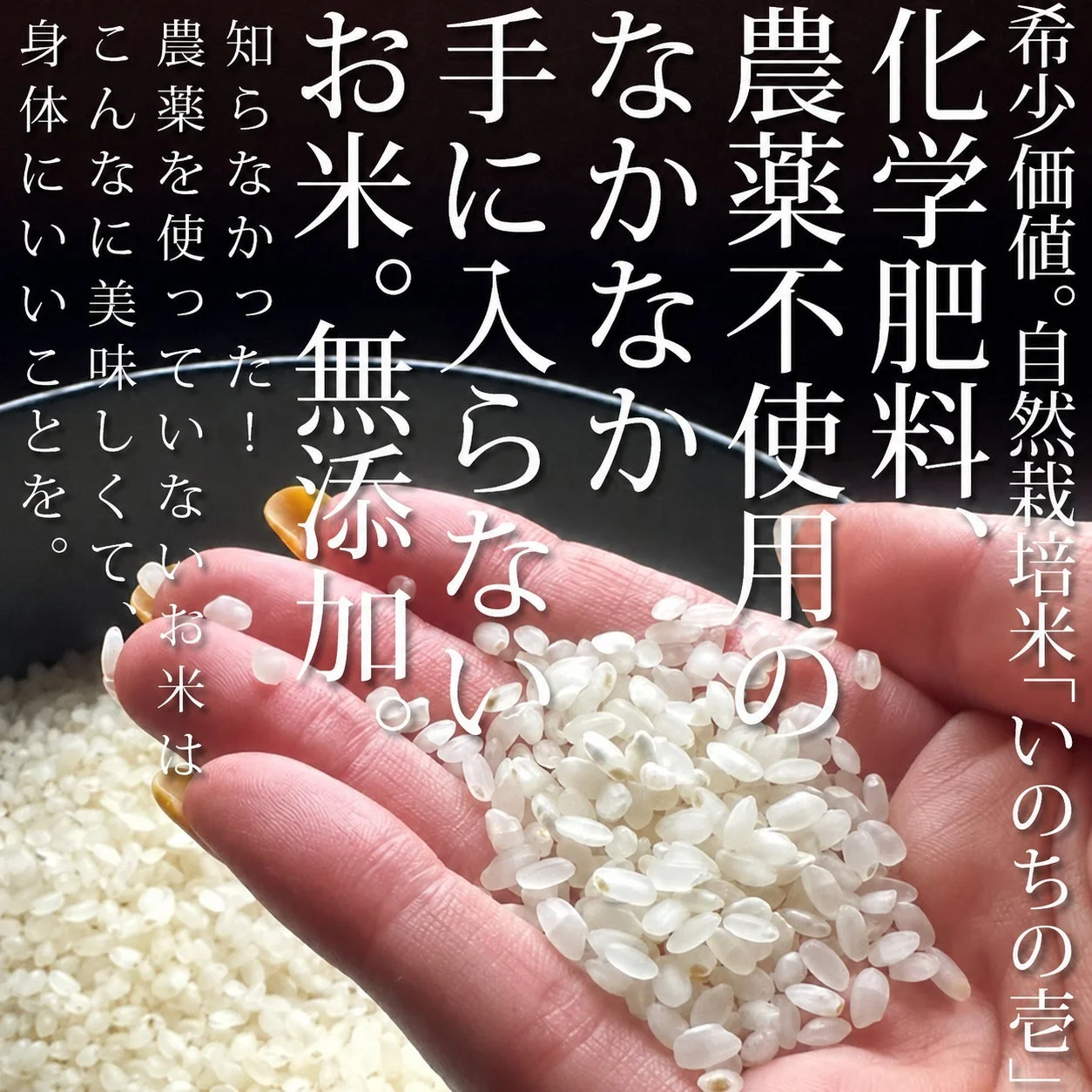 真空パック米