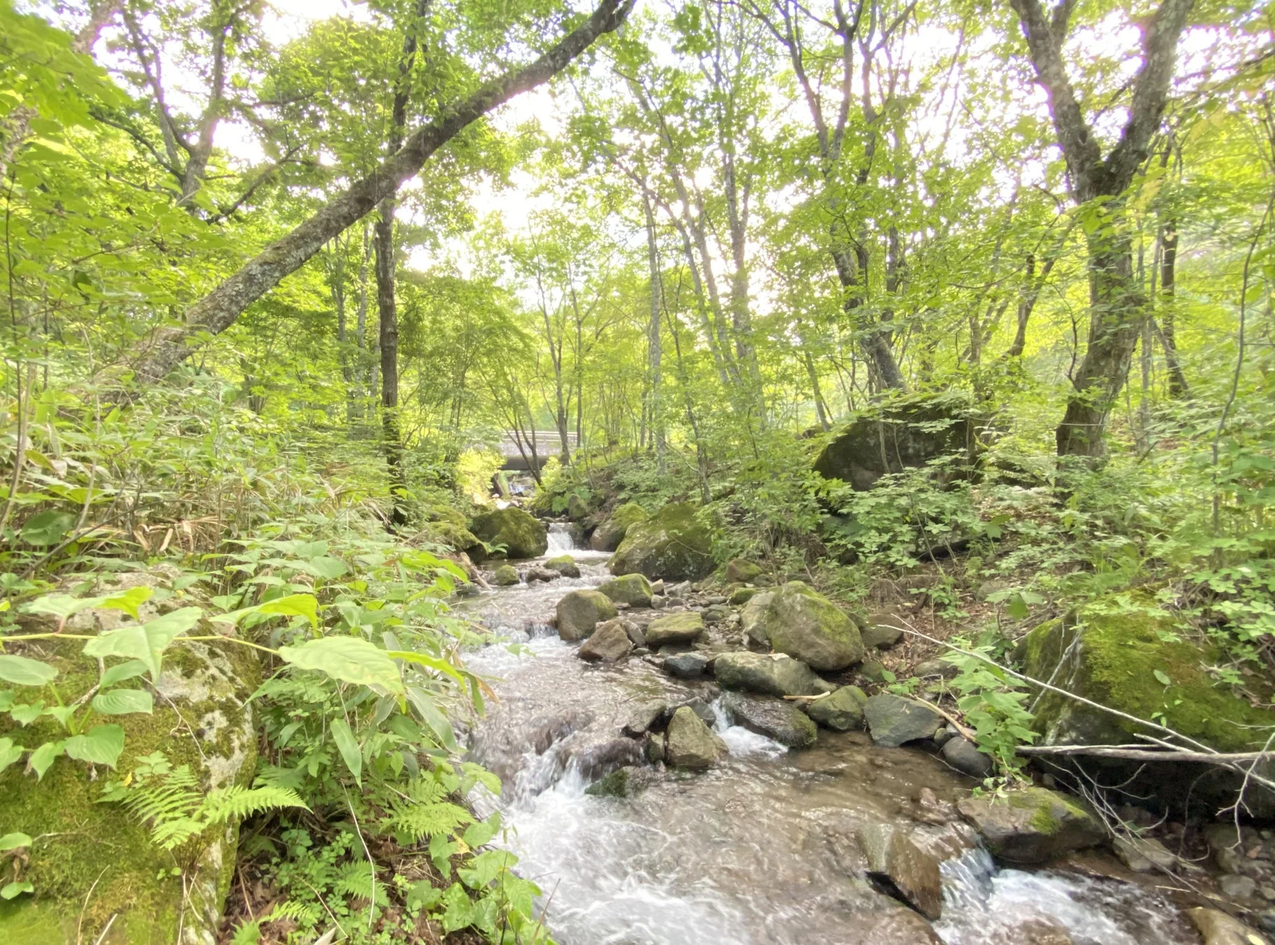 渓流と緑豊かな森の風景
