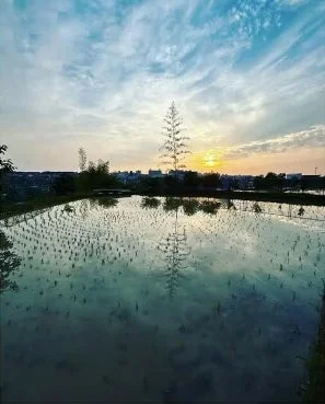 水田の夕焼け