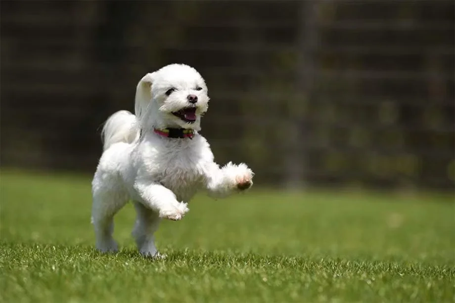 ドッグランで走る犬