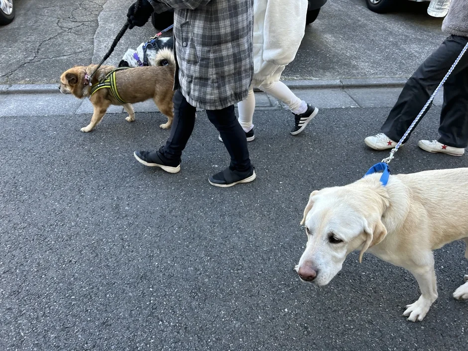 複数の犬と飼い主がアスファルトの道を散歩している様子