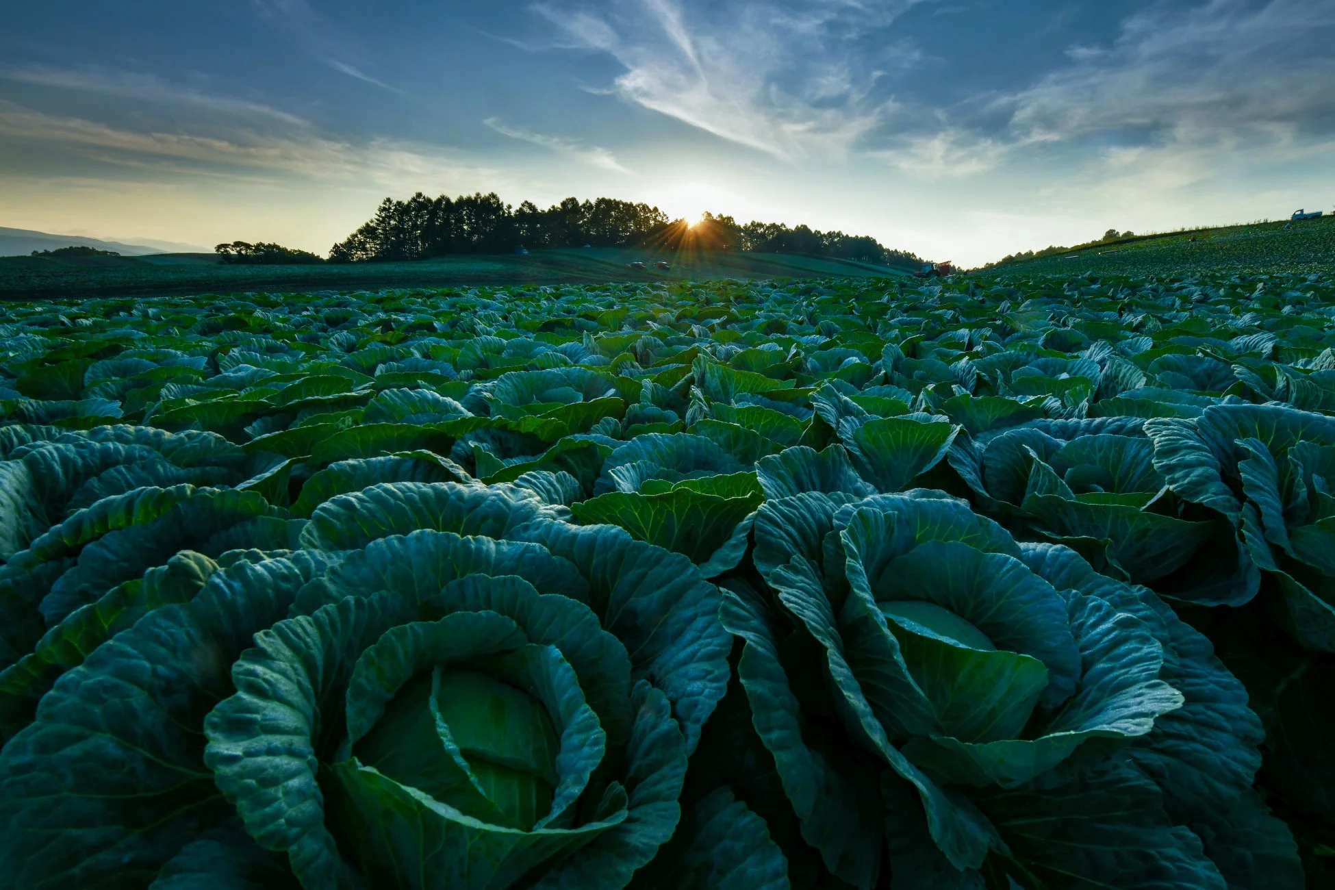 キャベツ畑と夕焼けの風景
