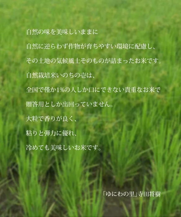 稲の穂