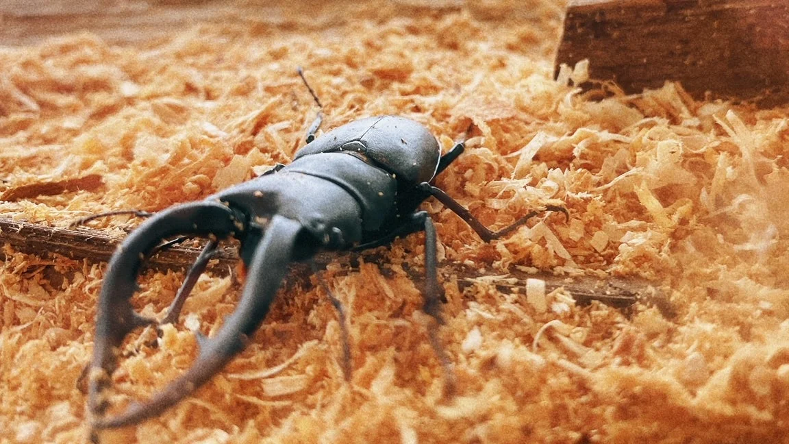昆虫展示