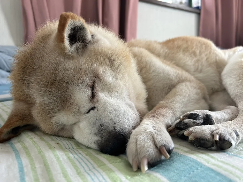 ストライプ柄のベッドで気持ちよさそうに眠る柴犬