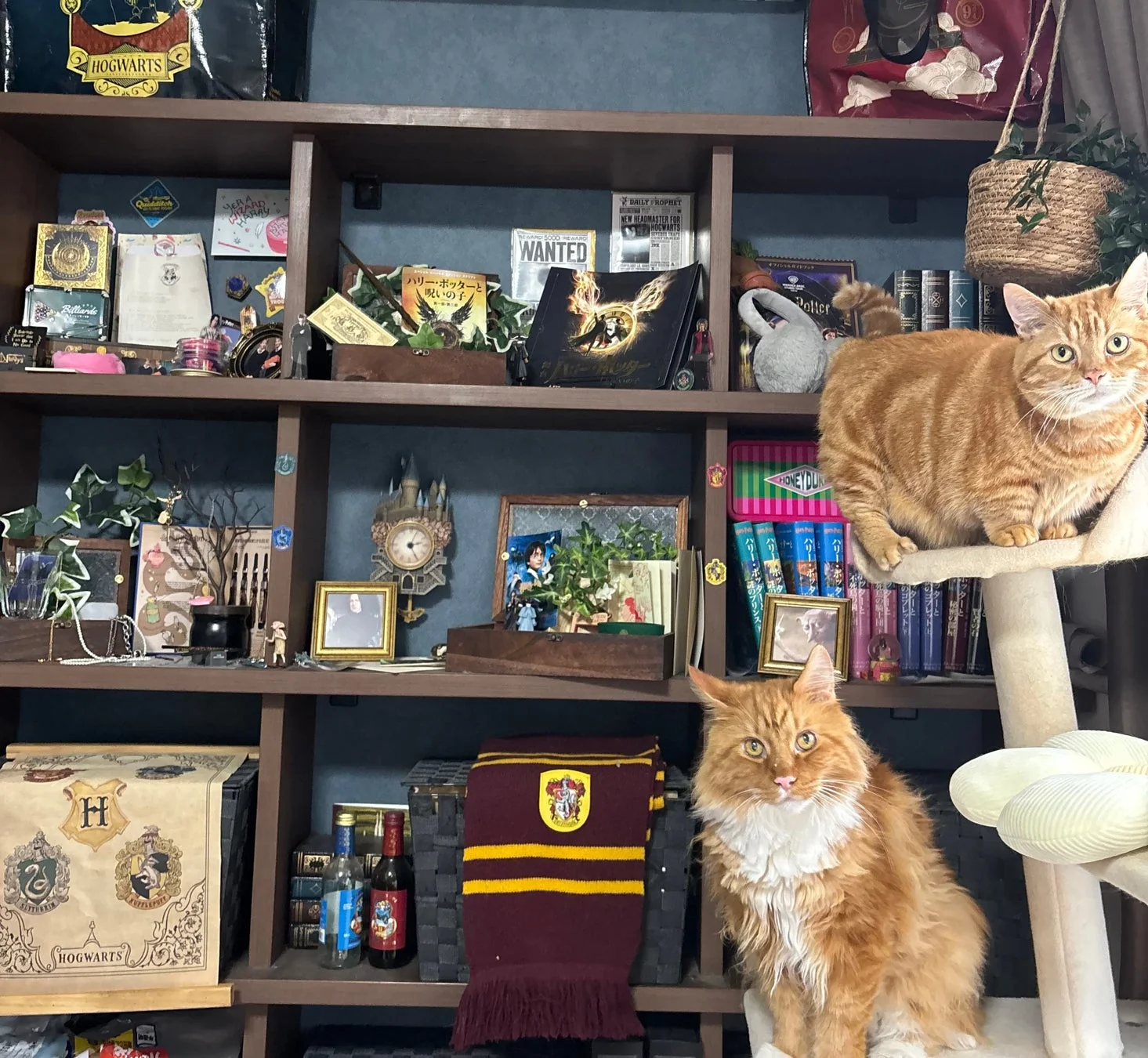 ハリーポッターテーマの部屋