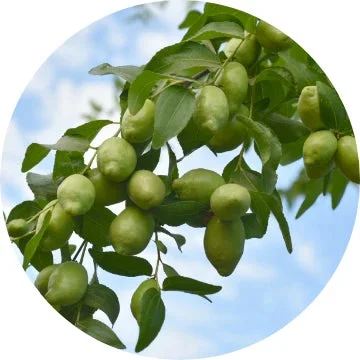 ホホバ種子油のイメージ