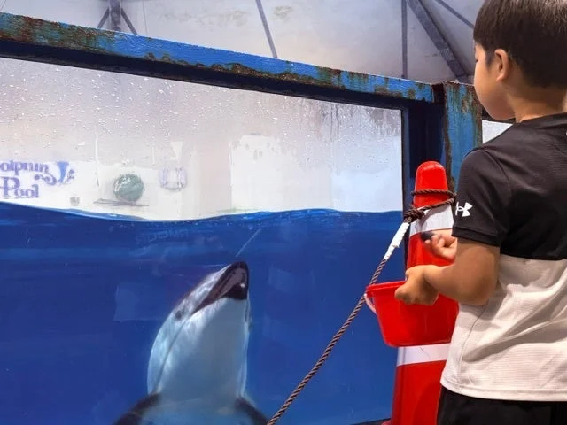男の子が水槽越しにイルカを見つめています。イルカは水中で口を開け、楽しそうに交流する水族館での触れ合いの瞬間です。