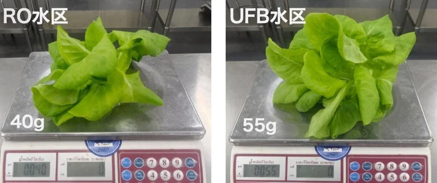 UFB水とRO水で栽培したレタスの重量比較