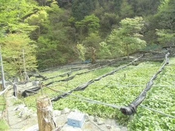 山間部に広がるわさび田の風景