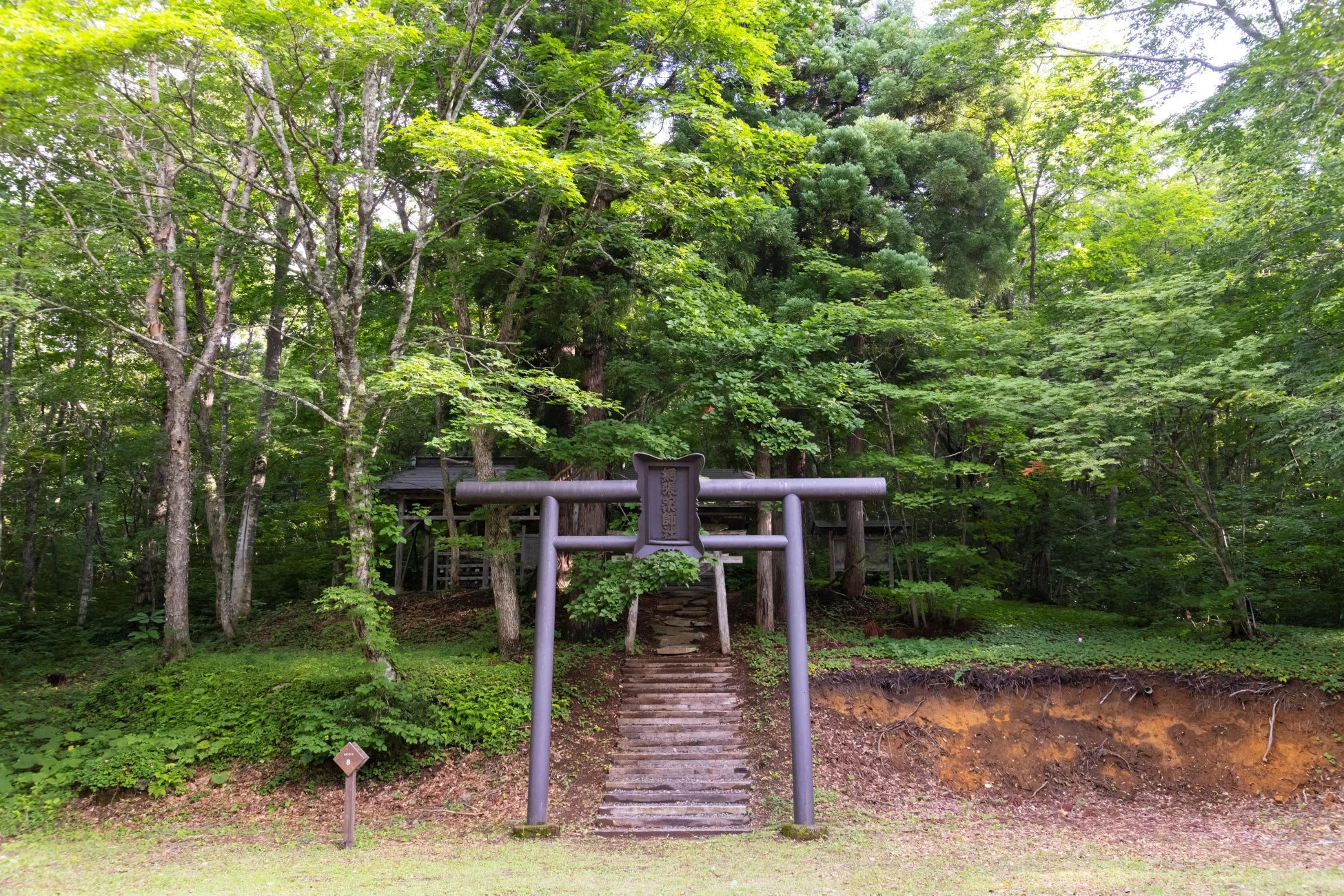 鳥居と森