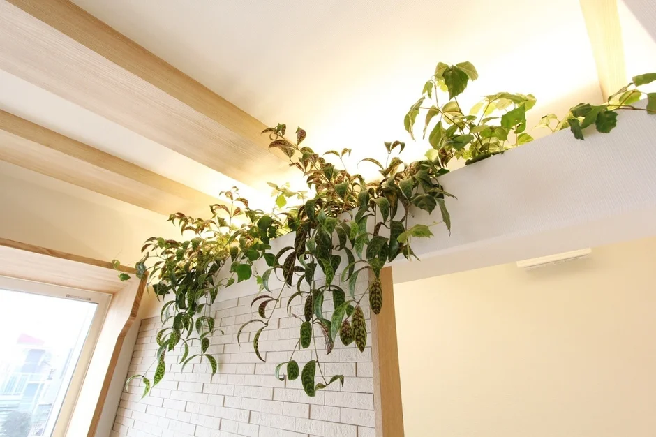 天井近くの棚に飾られた観葉植物が、温かい照明に照らされています。木製の梁と白いレンガ調の壁が特徴的な、明るくナチュラルな雰囲気の室内空間です。