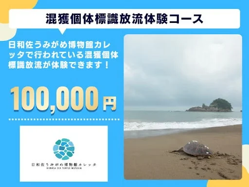 ウミガメの標識放流体験