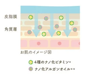 お肌のイメージ図