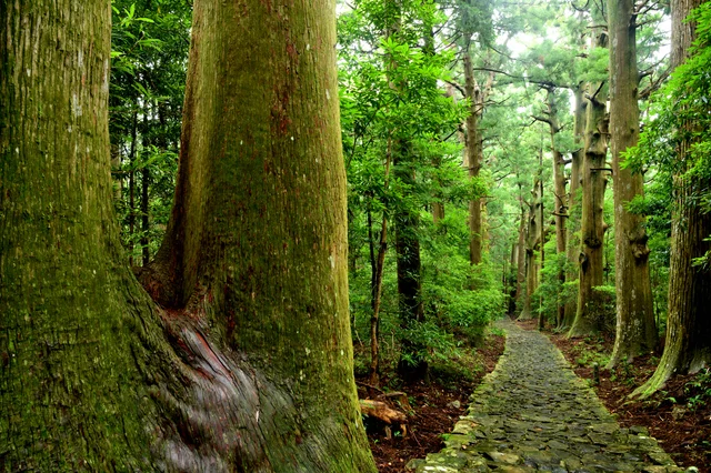 熊野古道 大門坂