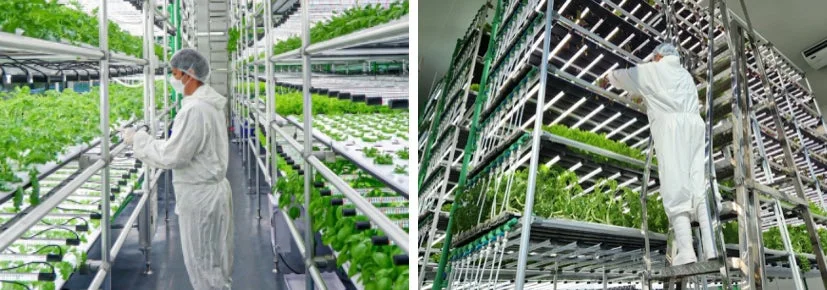 植物工場での作業風景