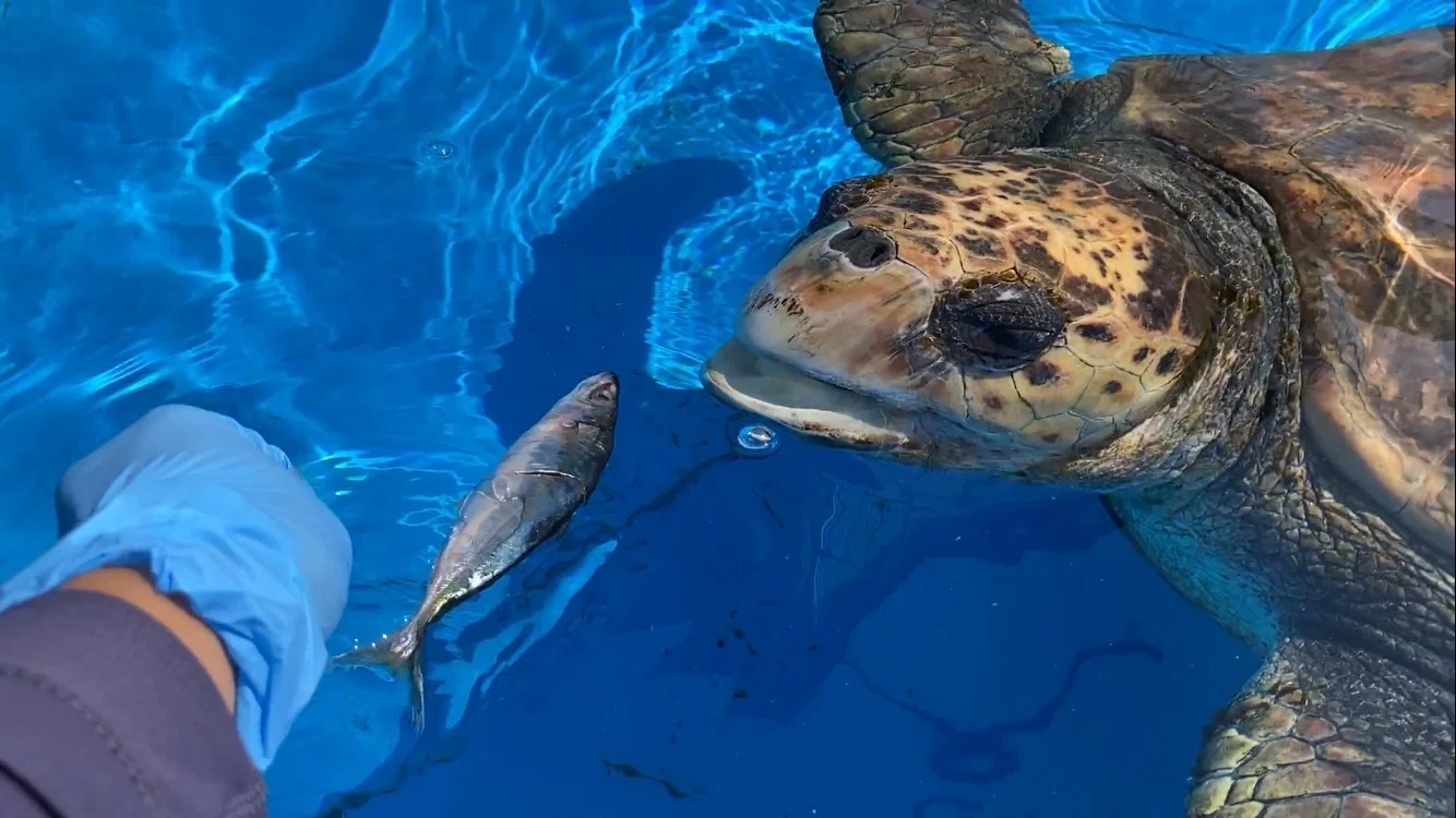 ウミガメの餌やり