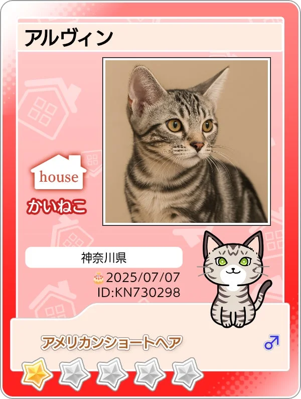 アメショーのマイニャンバーカード