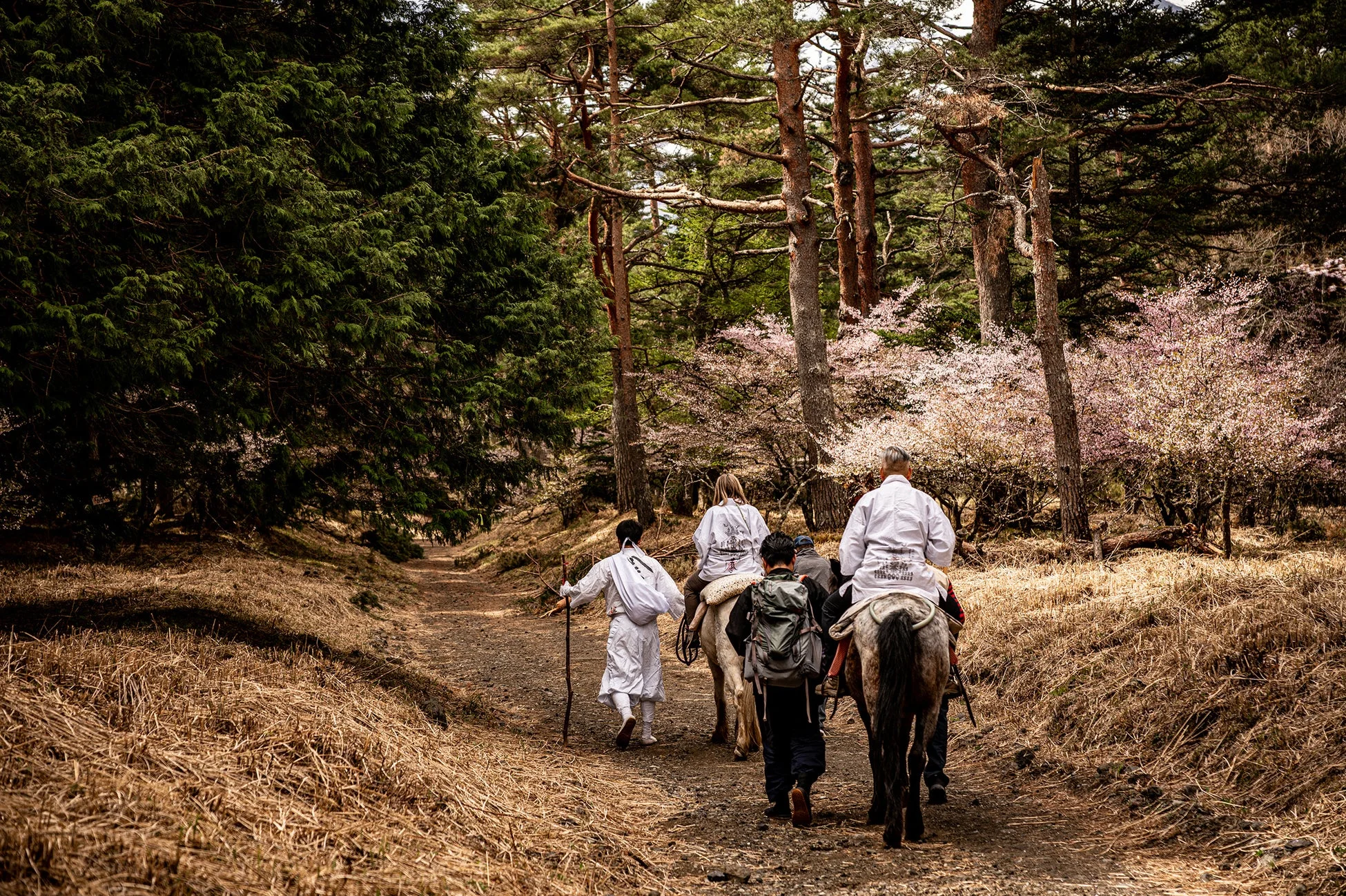 森林,馬,巡礼,桜,春,道,伝統衣装,日本の風景,旅