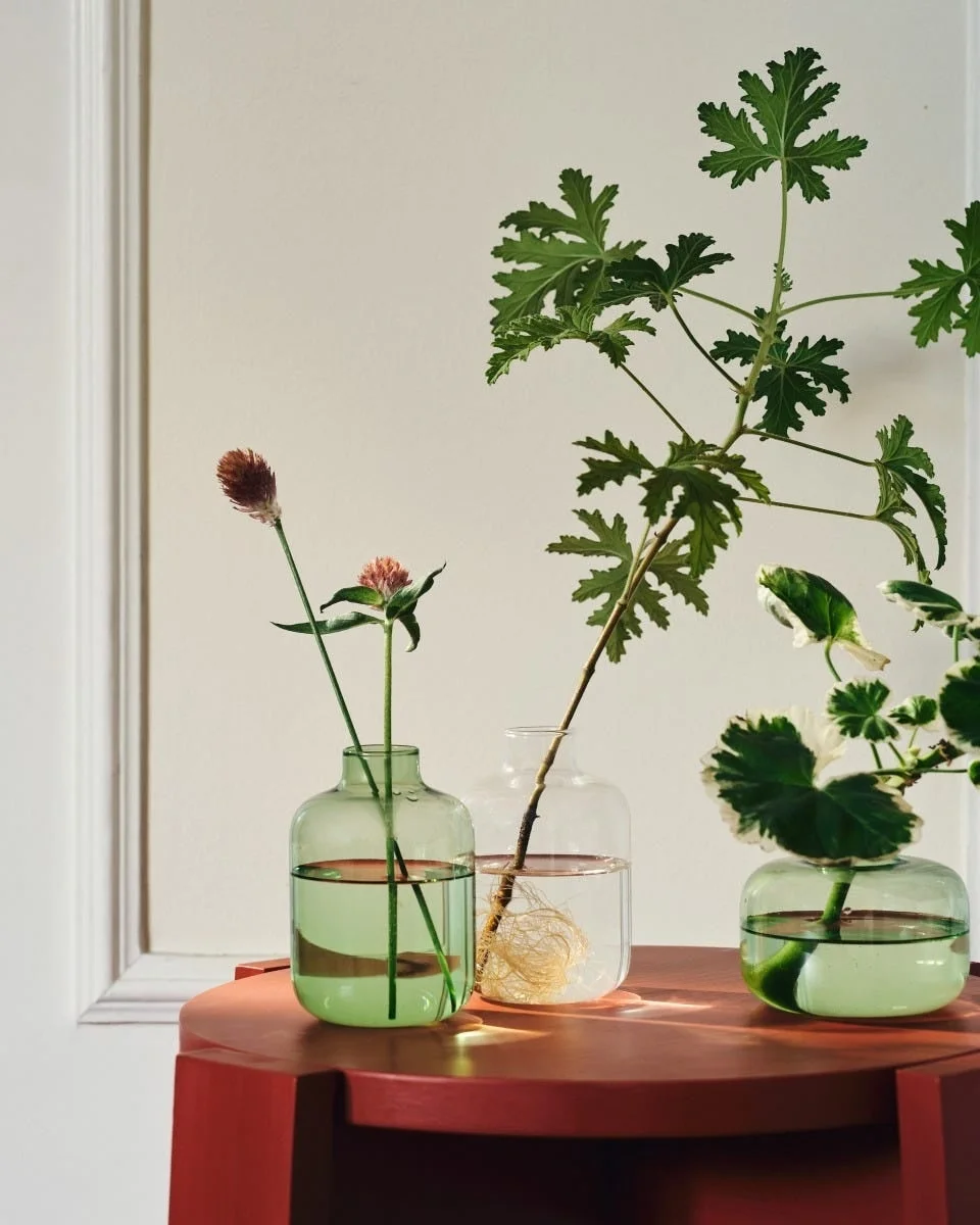 花瓶と植物