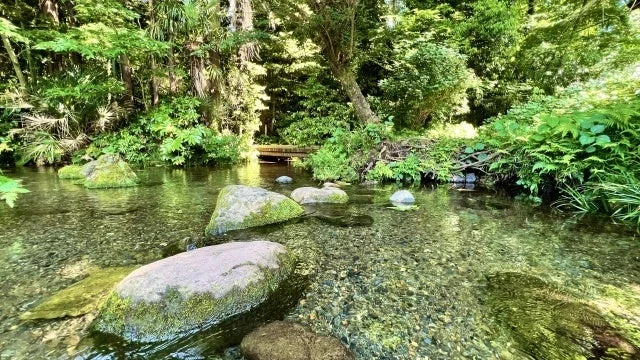 豊かな緑に囲まれた清らかな小川の風景