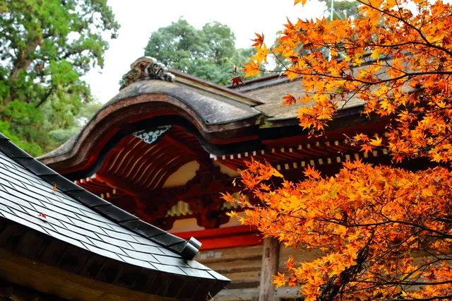 出雲の紅葉