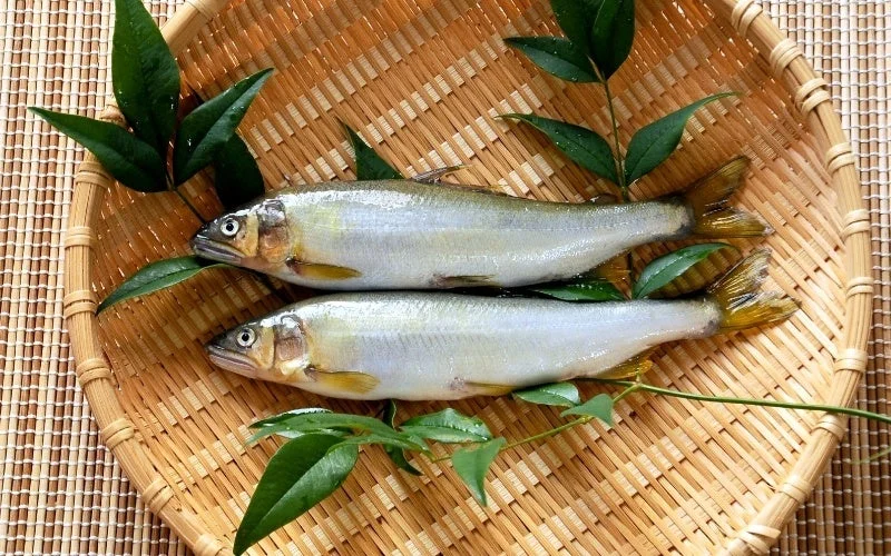 竹ざるに乗った由良川の落ち鮎