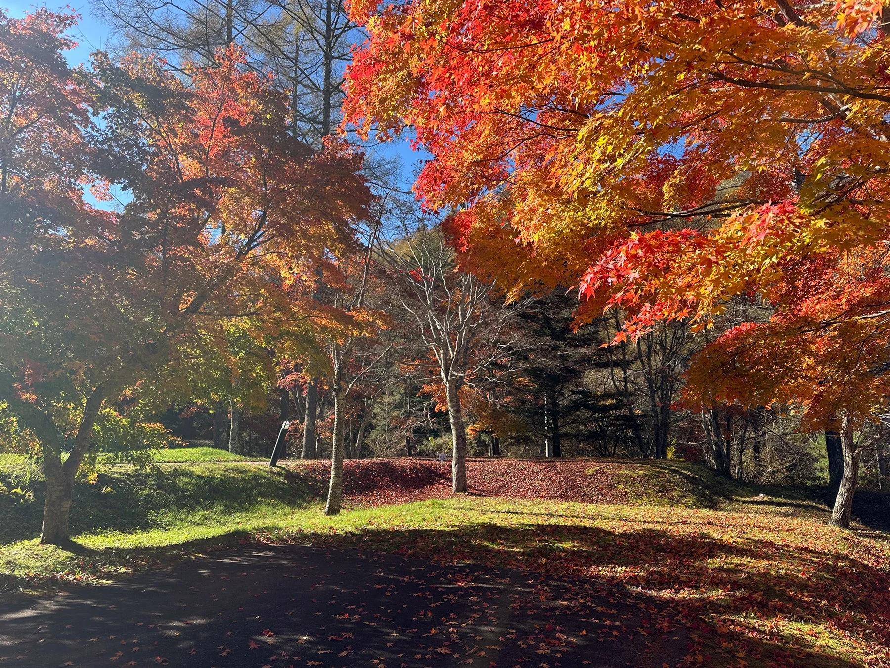 紅葉が美しい秋の風景