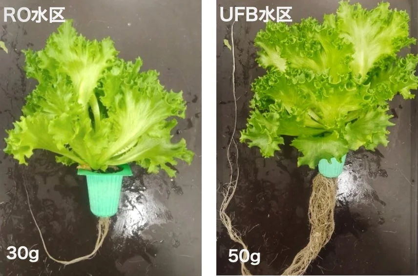 UFB水とRO水で栽培したレタスの比較