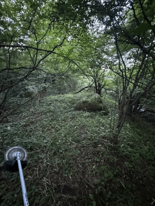 鬱蒼と茂る森の中で草刈り機を使って作業をする様子