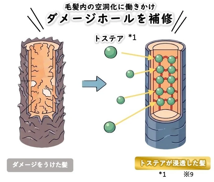 毛髪内の空洞化に働きかけ ダメージホールを補修 トステア