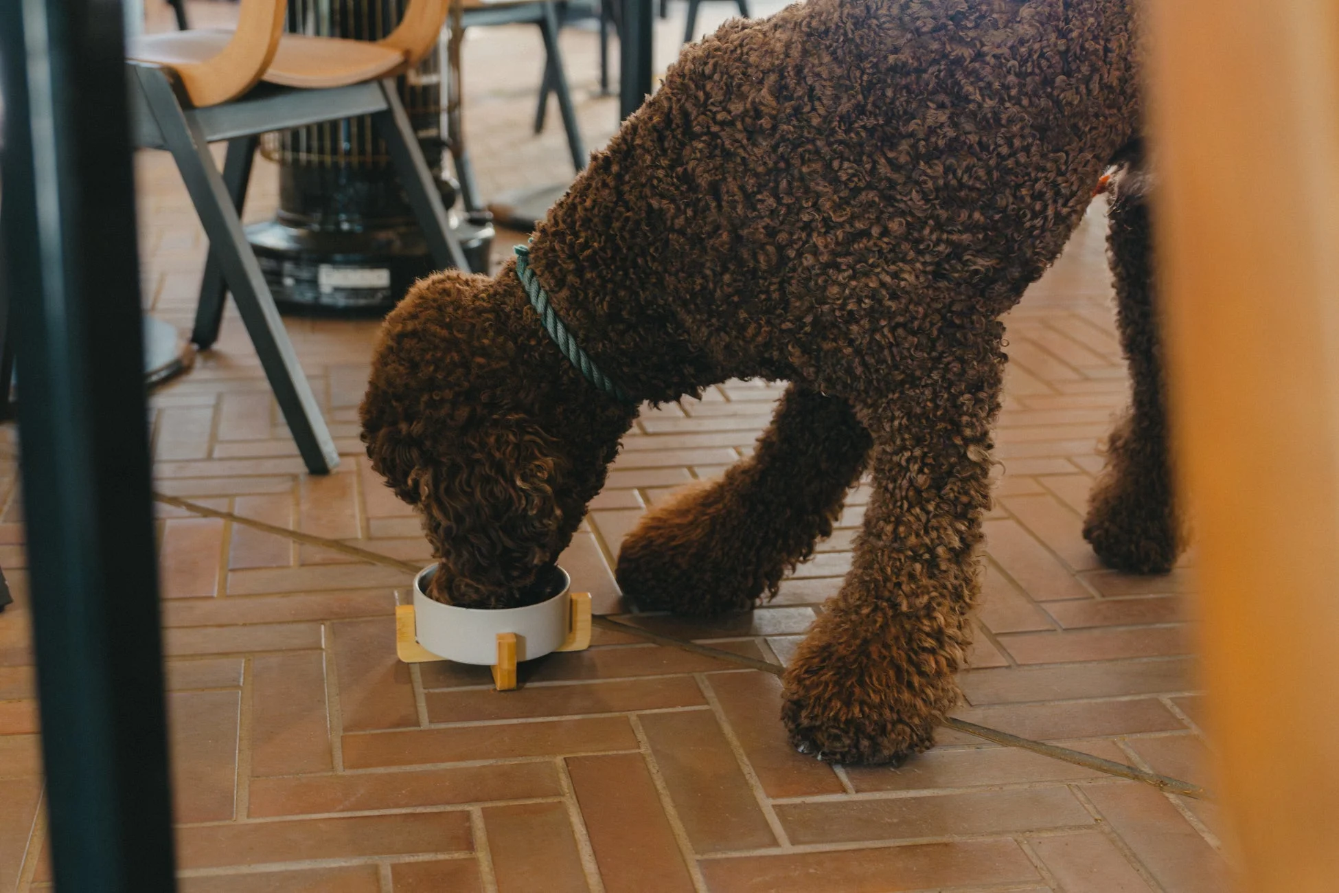 食事中の犬