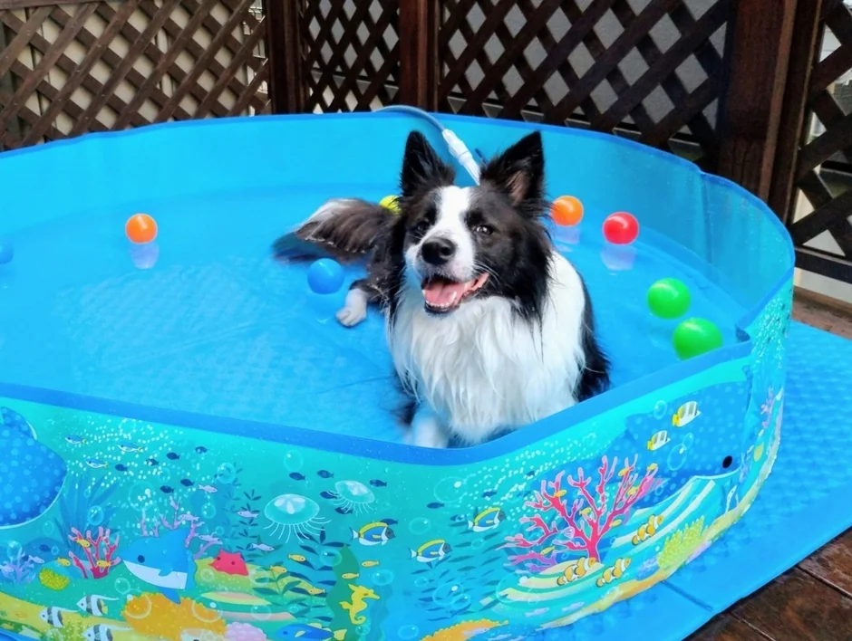 ミニプールで水遊びを楽しむ犬