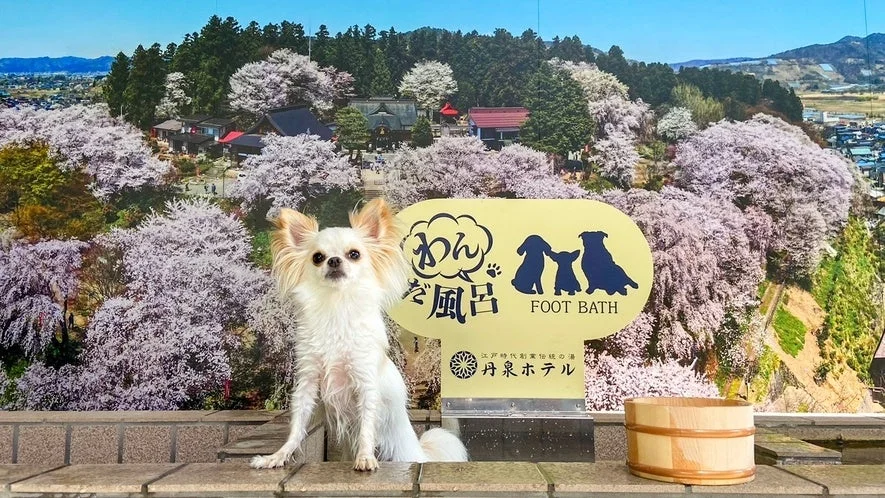 愛犬用足湯とフォトスポット