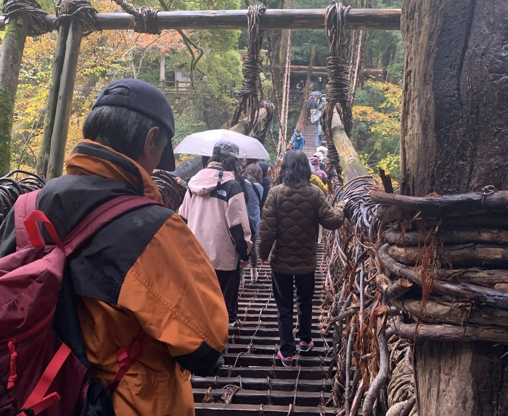 雨の中、多くの人々が徳島の祖谷のかずら橋を渡っています。木や蔓でできた歴史ある吊り橋が特徴的で、周囲の木々は秋の気配を見せています。日本の豊かな自然と伝統的な観光地を捉えた一枚です。