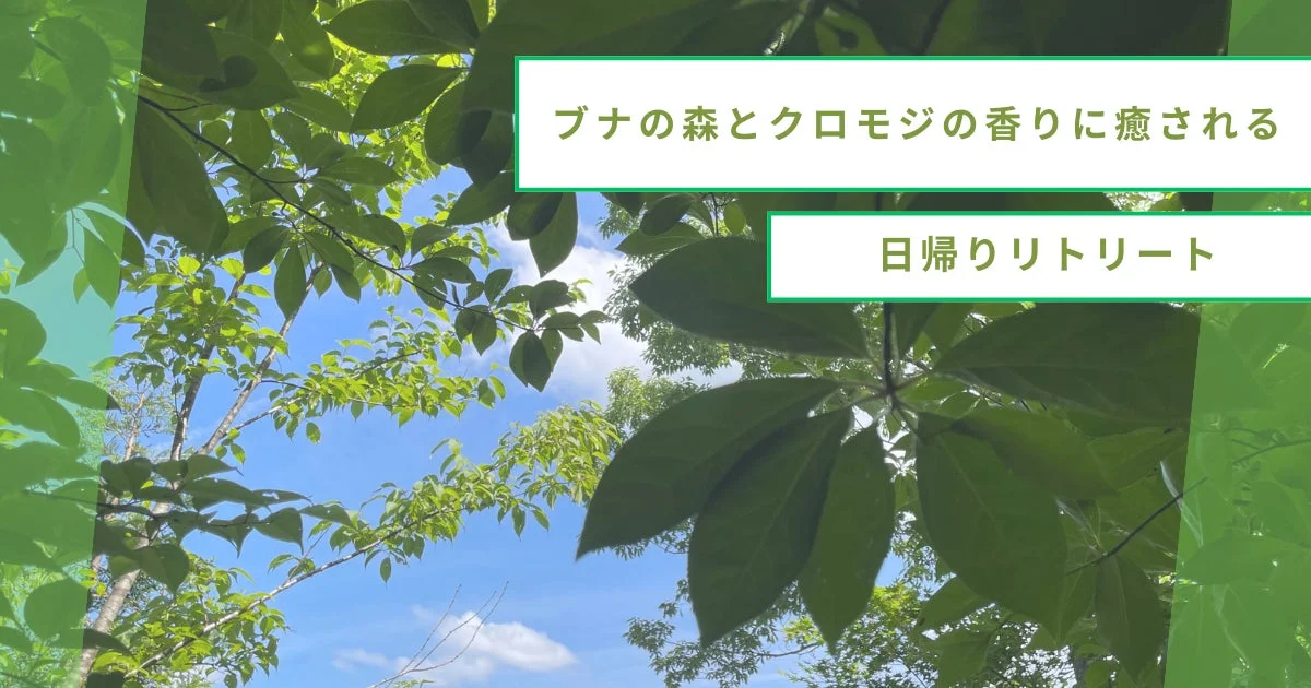 青々とした葉が茂る木々が青空を背景に広がる、自然豊かな風景です。ブナの森とクロモジの香りに癒される日帰りリトリートを提案しており、心身のリフレッシュに最適な環境を表しています。
