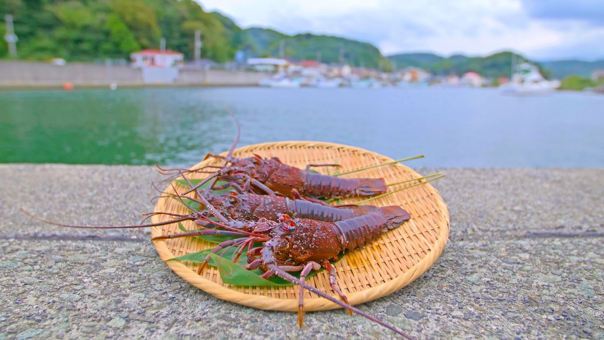 伊勢海老が竹ざるに盛られた様子