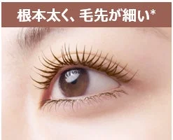 根本太く、毛先が細い