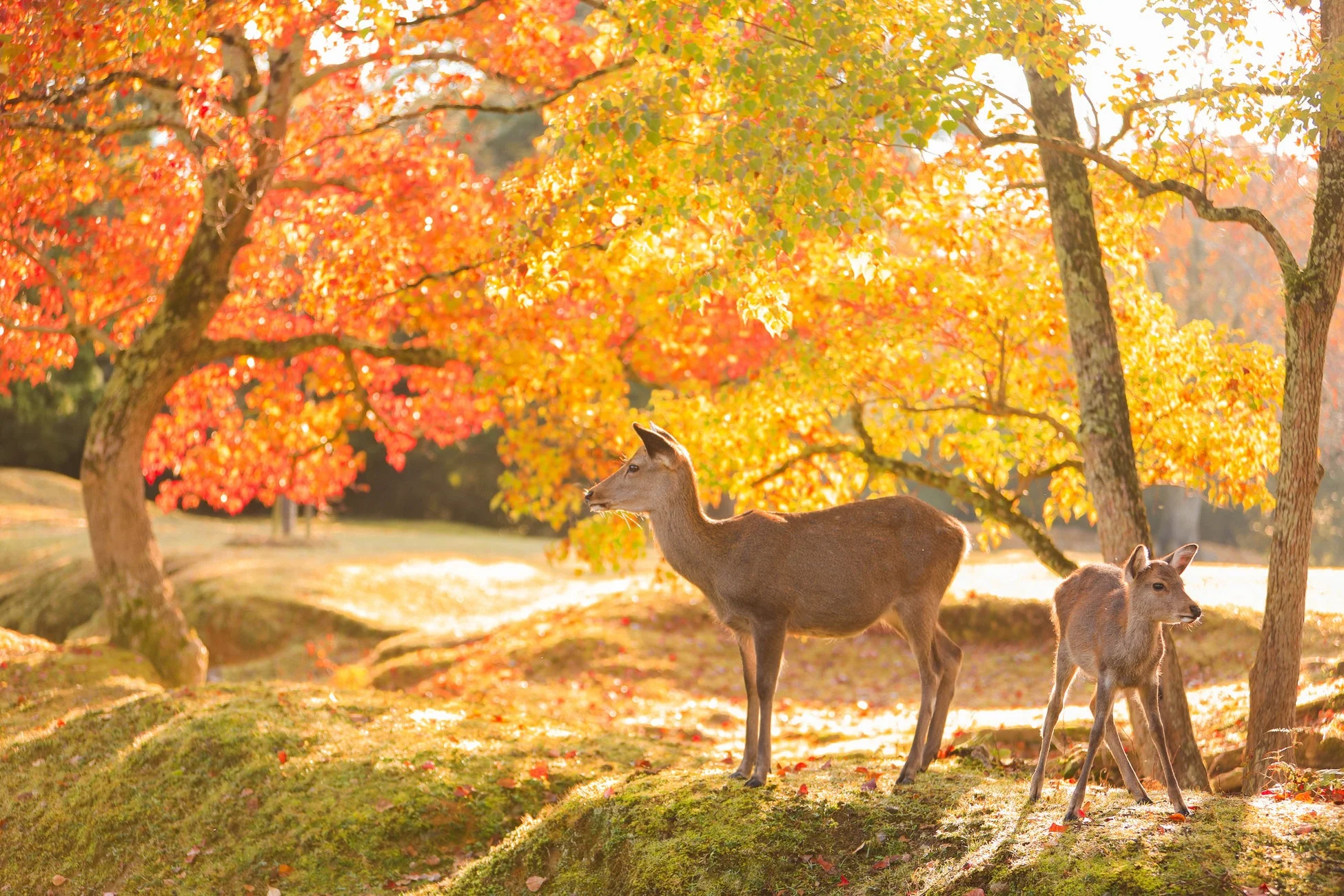 色鮮やかな紅葉の木々を背景に、草の茂る丘に立つ親子の鹿