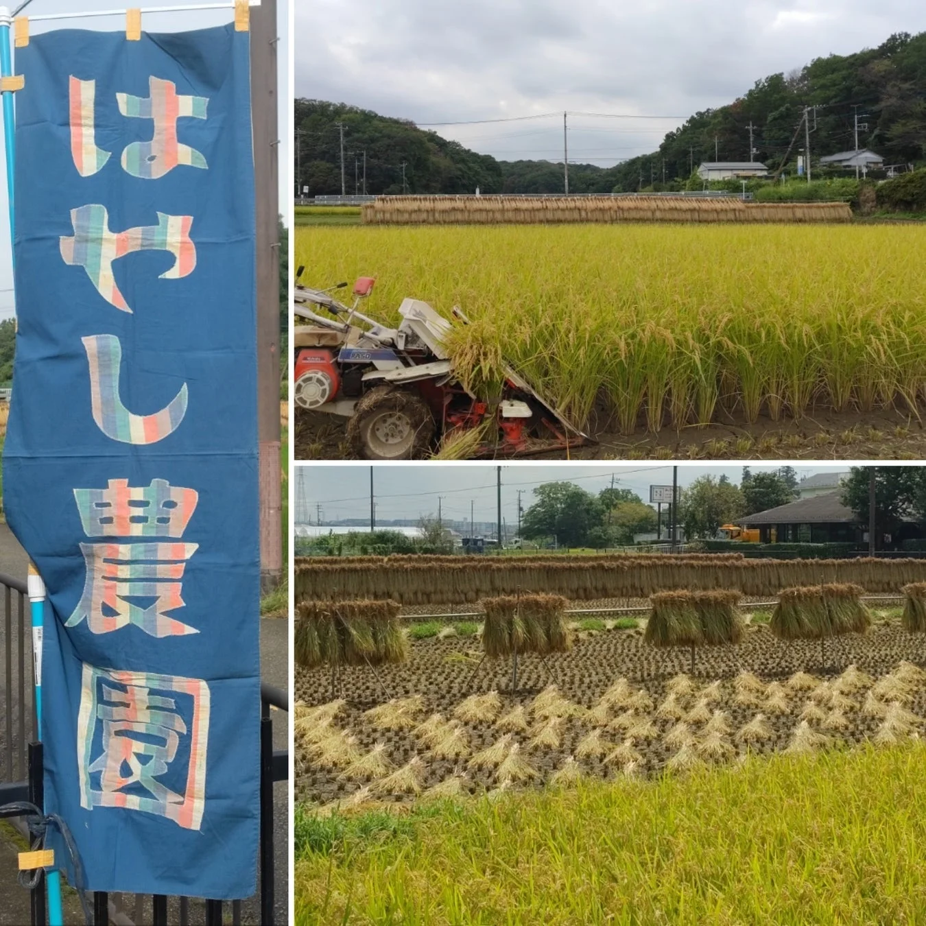 青葉区の農園の風景