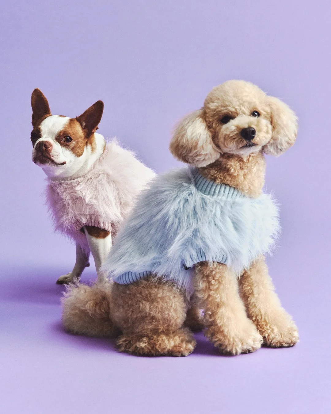 ニットファーTを着た犬たち